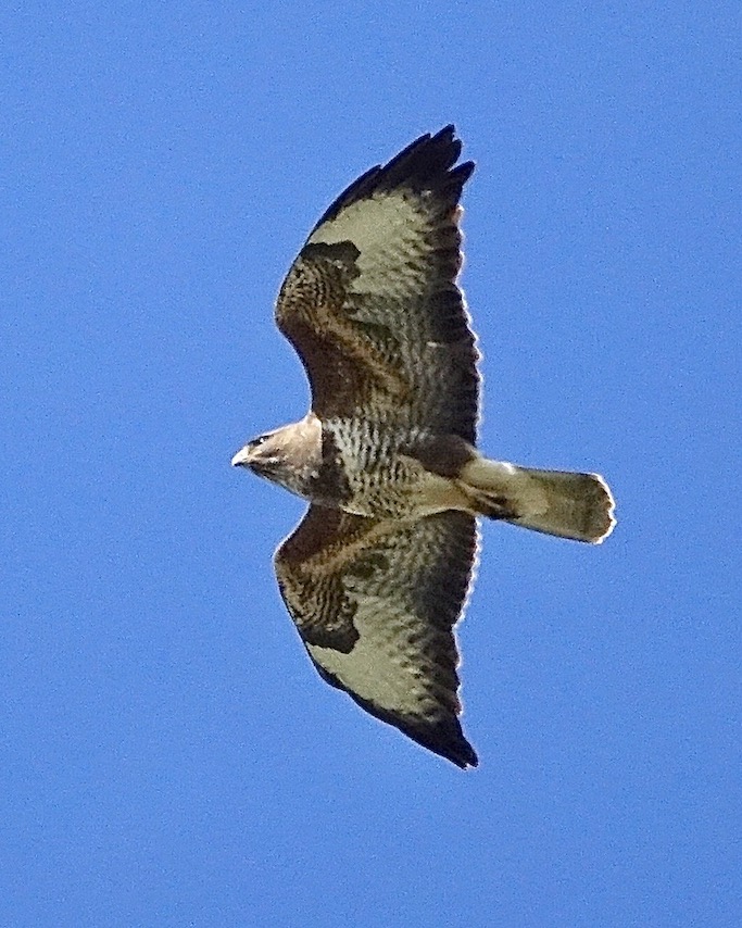 buzzard